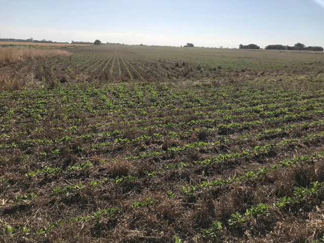Over 45% of Argentina's soybean acreage is planted. Early planted soybeans are emerged and in good condition. (DTN photo by Lin Tan)